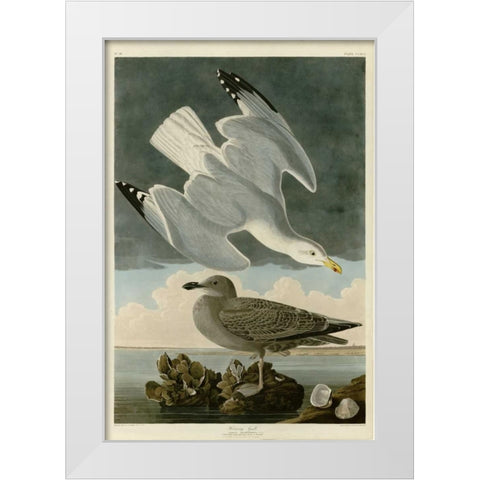 Herring Gull White Modern Wood Framed Art Print by Audubon, John James