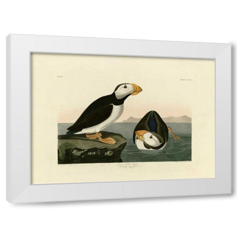 Large Billed Puffin White Modern Wood Framed Art Print by Audubon, John James