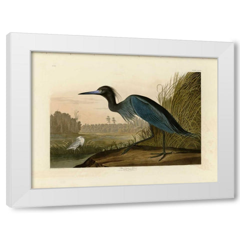 Blue Crane or Heron White Modern Wood Framed Art Print by Audubon, John James