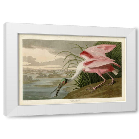 Roseate Spoonbill White Modern Wood Framed Art Print by Audubon, John James