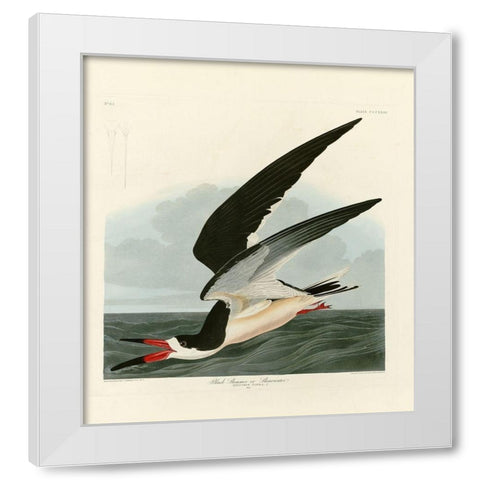 Black Skimmer White Modern Wood Framed Art Print by Audubon, John James