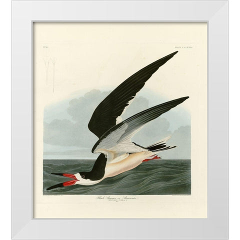 Black Skimmer White Modern Wood Framed Art Print by Audubon, John James