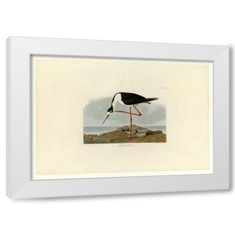 Long Legged Avocet White Modern Wood Framed Art Print by Audubon, John James