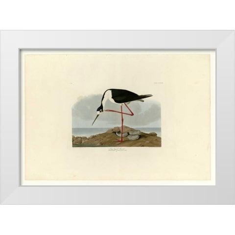 Long Legged Avocet White Modern Wood Framed Art Print by Audubon, John James