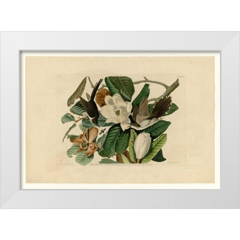 Black Billed Cuckoo White Modern Wood Framed Art Print by Audubon, John James