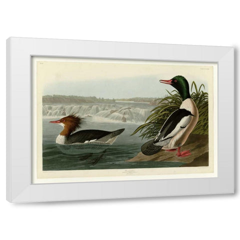 Goosander White Modern Wood Framed Art Print by Audubon, John James