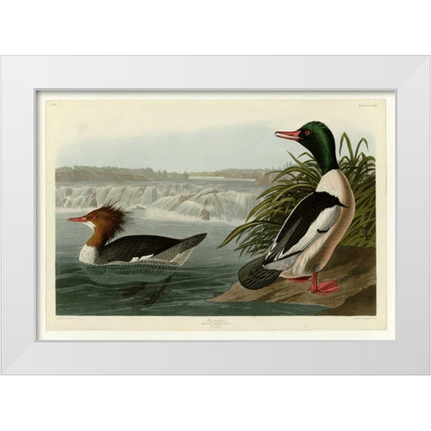 Goosander White Modern Wood Framed Art Print by Audubon, John James