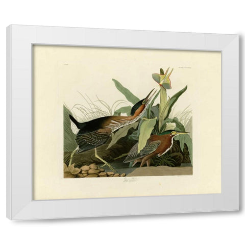 Green Heron White Modern Wood Framed Art Print by Audubon, John James