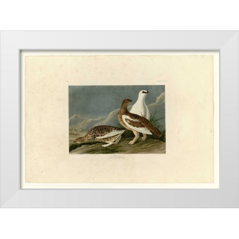 Rock Grouse White Modern Wood Framed Art Print by Audubon, John James