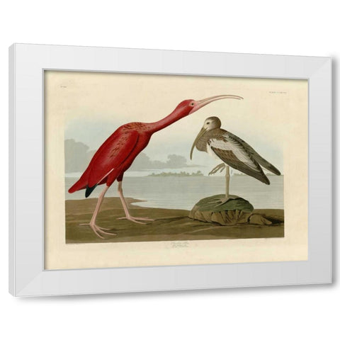 Scarlet Ibis White Modern Wood Framed Art Print by Audubon, John James