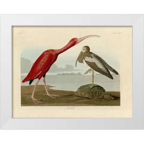 Scarlet Ibis White Modern Wood Framed Art Print by Audubon, John James
