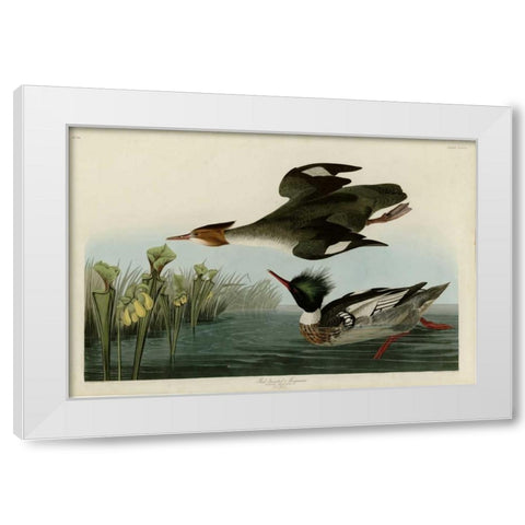 Red Breasted Merganser White Modern Wood Framed Art Print by Audubon, John James