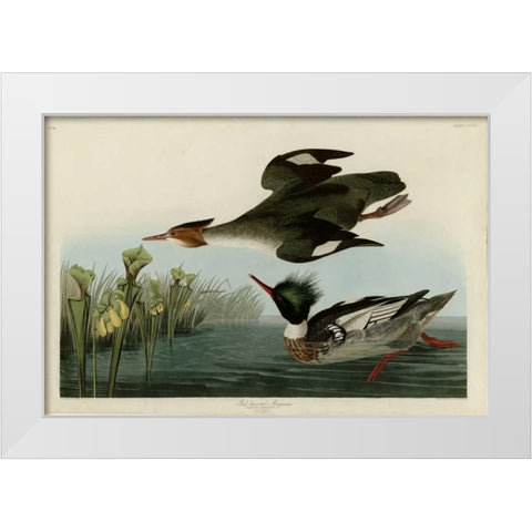 Red Breasted Merganser White Modern Wood Framed Art Print by Audubon, John James