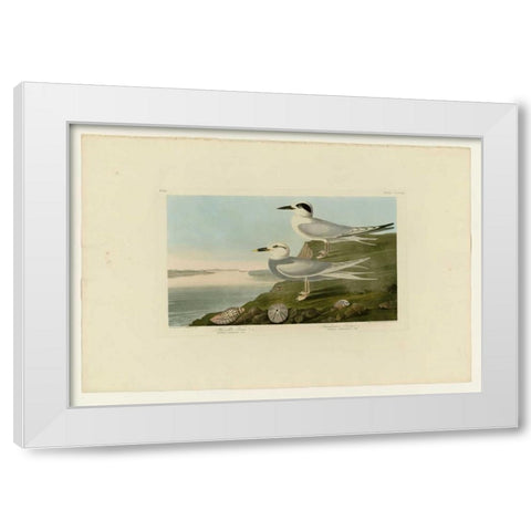 Trudeaus Tern White Modern Wood Framed Art Print by Audubon, John James