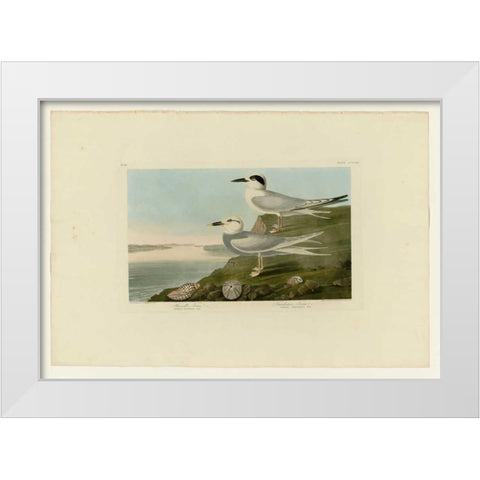Trudeaus Tern White Modern Wood Framed Art Print by Audubon, John James