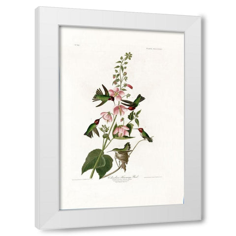 Columbian Humming Bird White Modern Wood Framed Art Print by Audubon, John James