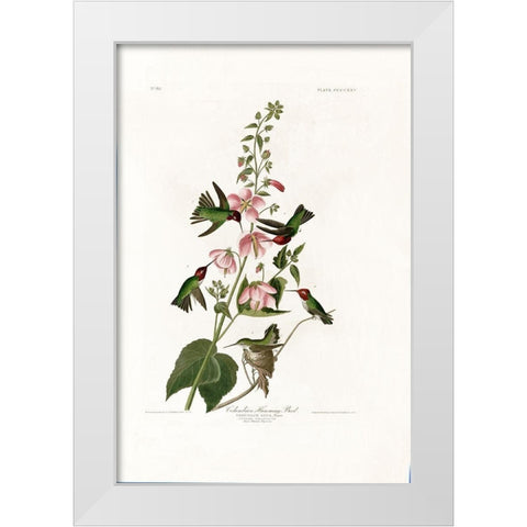 Columbian Humming Bird White Modern Wood Framed Art Print by Audubon, John James