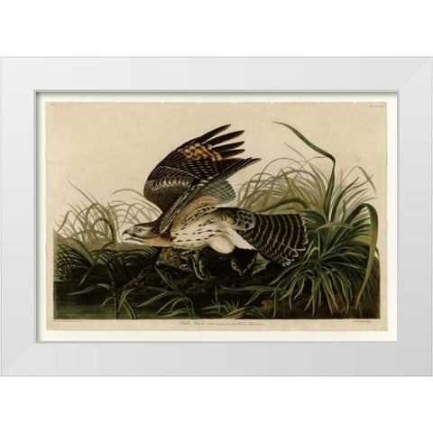 Winter Hawk White Modern Wood Framed Art Print by Audubon, John James
