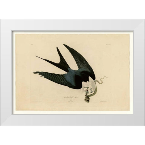 Swallow-Tailed Hawk White Modern Wood Framed Art Print by Audubon, John James