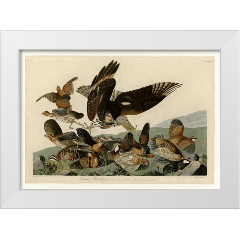 Virginian Partridge White Modern Wood Framed Art Print by Audubon, John James