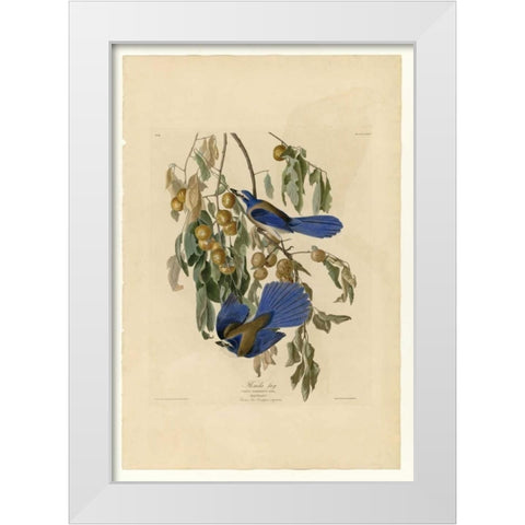 Florida Jay White Modern Wood Framed Art Print by Audubon, John James