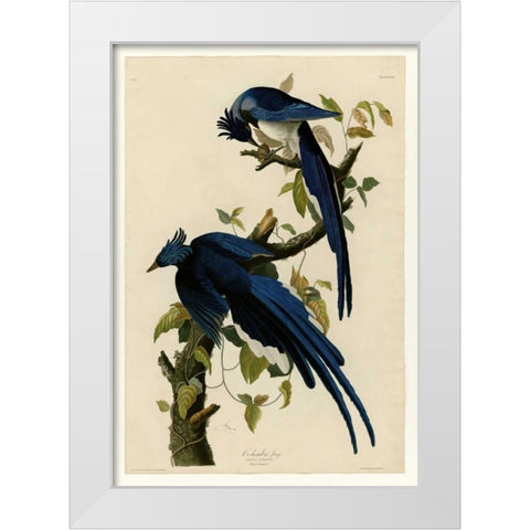 Columbia Jay White Modern Wood Framed Art Print by Audubon, John James