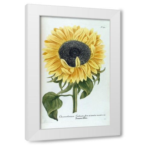 Sunflower - Chrysanthemum White Modern Wood Framed Art Print by Weinmann, Jacob