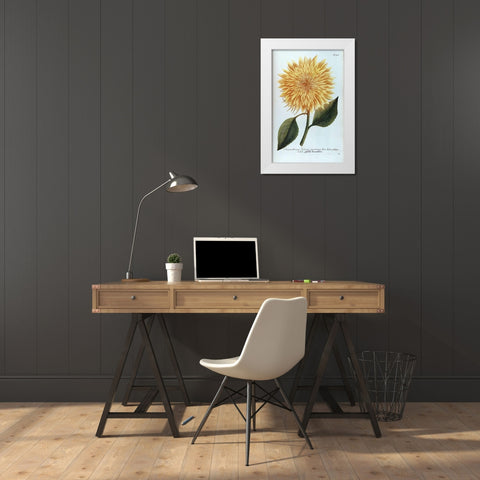 Chrysanthemum Flor Solis Maxi White Modern Wood Framed Art Print by Weinmann, Jacob