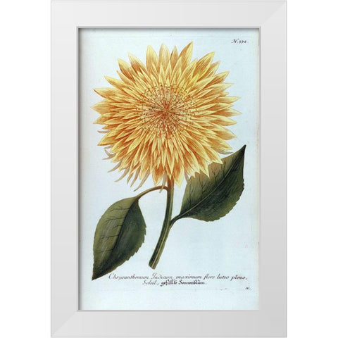 Chrysanthemum Flor Solis Maxi White Modern Wood Framed Art Print by Weinmann, Jacob
