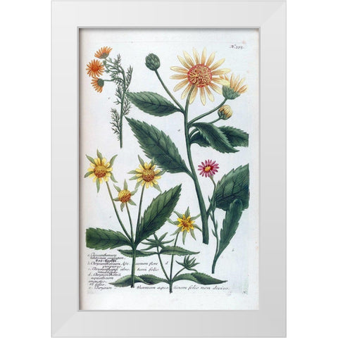 Chrysanthemum Tuberosum White Modern Wood Framed Art Print by Weinmann, Jacob