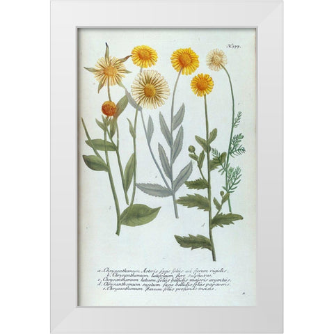 Chrysanthemum Asteris White Modern Wood Framed Art Print by Weinmann, Jacob
