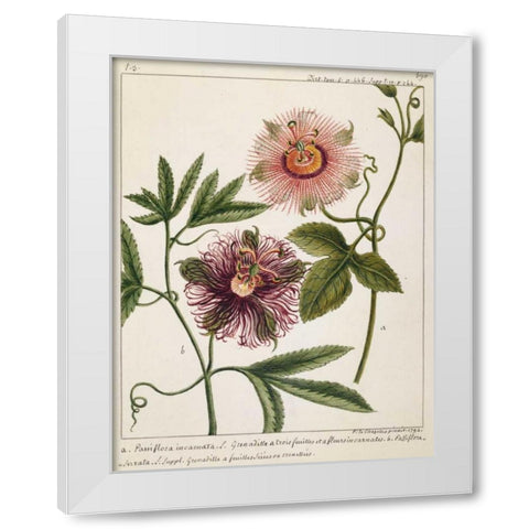 Passiflora Incarnata White Modern Wood Framed Art Print by Chazelles, Laurent