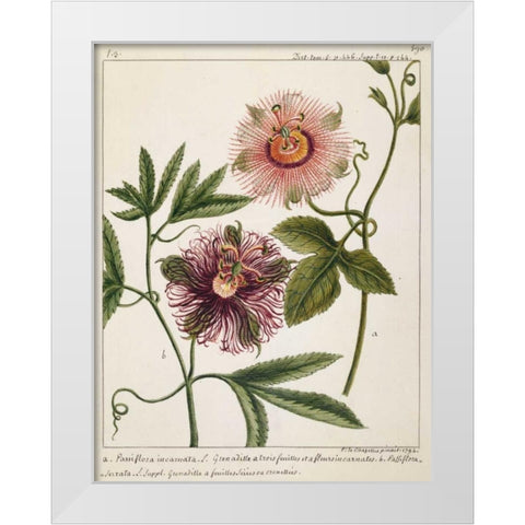 Passiflora Incarnata White Modern Wood Framed Art Print by Chazelles, Laurent