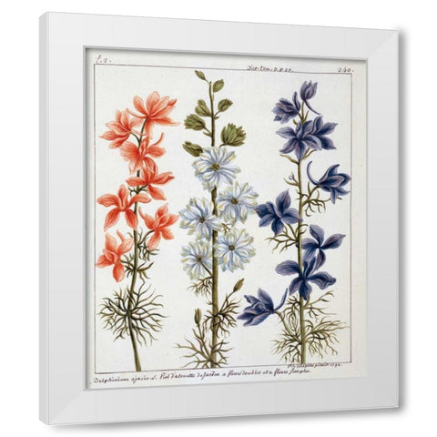 Delphinium Ajacis White Modern Wood Framed Art Print by De Chazelles, Laurent