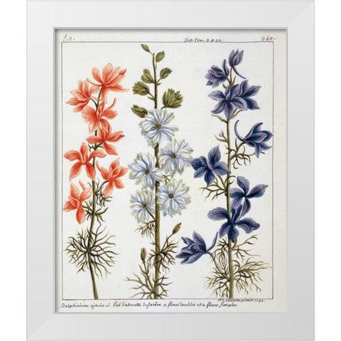 Delphinium Ajacis White Modern Wood Framed Art Print by De Chazelles, Laurent
