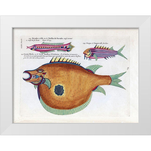 Poisson de Paradis White Modern Wood Framed Art Print by Renard, Louis