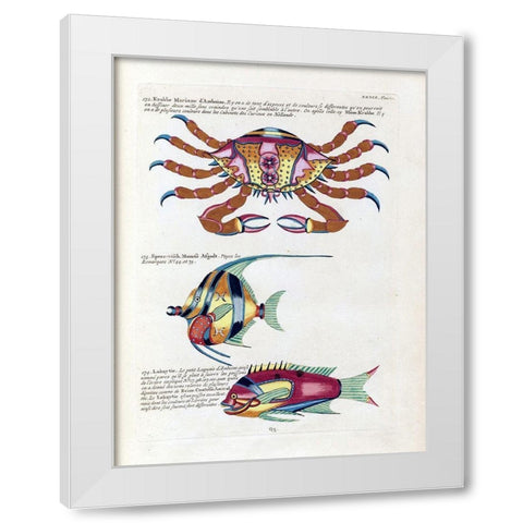 Crabbe Marinne D Amboine White Modern Wood Framed Art Print by Renard, Louis