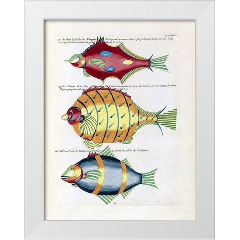 Turbot de la Cote des Puepoes White Modern Wood Framed Art Print by Renard, Louis