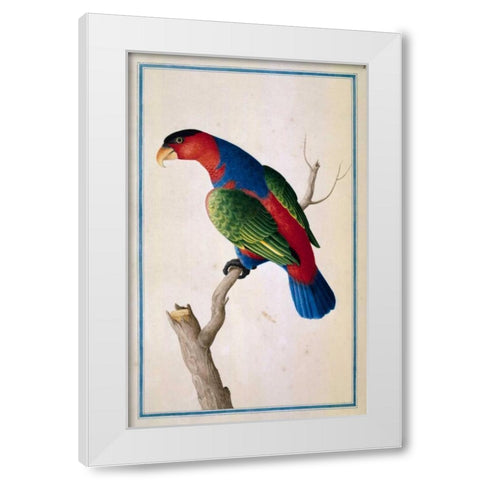 Lory, Left facing White Modern Wood Framed Art Print by De Bevere, Pieter