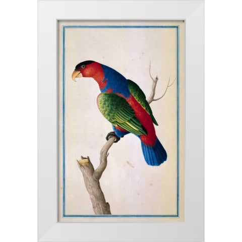 Lory, Left facing White Modern Wood Framed Art Print by De Bevere, Pieter