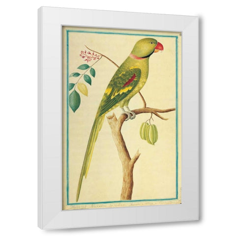 Alexandrine Parakeet, Right facing White Modern Wood Framed Art Print by De Bevere, Pieter