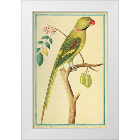 Alexandrine Parakeet, Right facing White Modern Wood Framed Art Print by De Bevere, Pieter