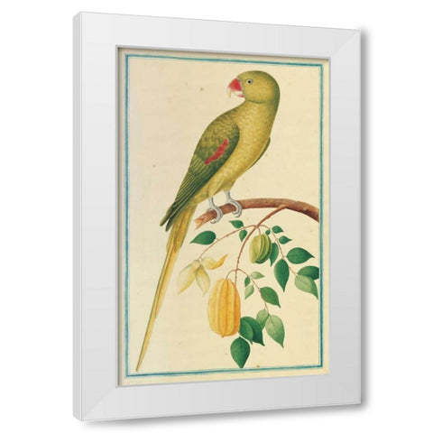 Alexandrine Parakeet. Left facing White Modern Wood Framed Art Print by De Bevere, Pieter