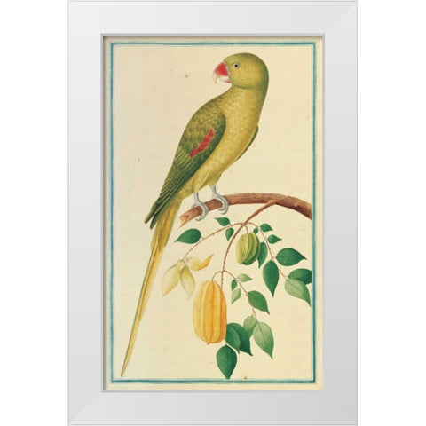 Alexandrine Parakeet. Left facing White Modern Wood Framed Art Print by De Bevere, Pieter