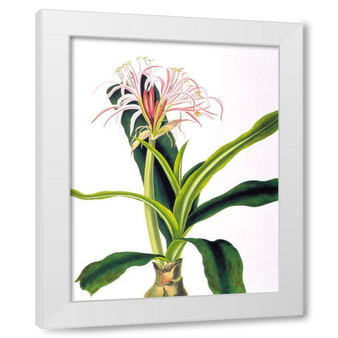 Crinium Hybridum White Modern Wood Framed Art Print by Bury, Priscilla