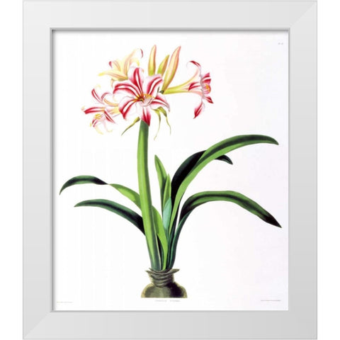 Amarylis Superba White Modern Wood Framed Art Print by Bury, Priscilla
