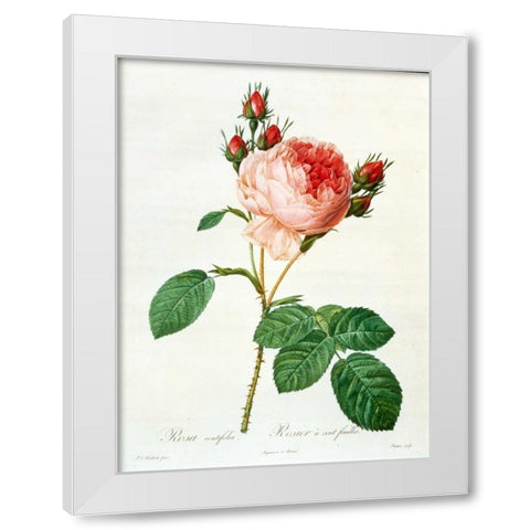 Rose,Centifolia with 100 Petals White Modern Wood Framed Art Print by RedoutÃ©, Pierre-Joseph