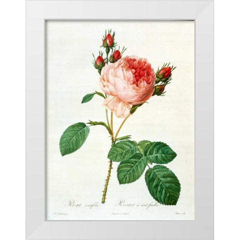Rose,Centifolia with 100 Petals White Modern Wood Framed Art Print by RedoutÃ©, Pierre-Joseph