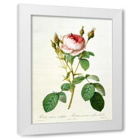 Rose, Muscosa Multiplex White Modern Wood Framed Art Print by RedoutÃ©, Pierre-Joseph