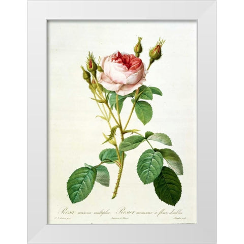Rose, Muscosa Multiplex White Modern Wood Framed Art Print by RedoutÃ©, Pierre-Joseph